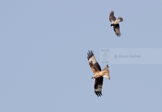 NIBBIO REALE , Red Kite, Milvus milvus - Luogo: Risaie novaresi (Castellazzo N.se) - Autore: Alvaro