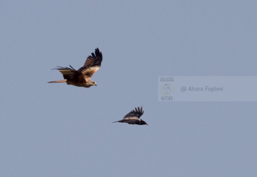 NIBBIO REALE , Red Kite, Milvus milvus - Luogo: Risaie novaresi (Castellazzo N.se) - Autore: Alvaro