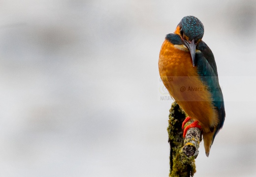 MARTIN PESCATORE - Kingfisher - Alcedo atthis - Luogo: Oasi Cronovilla (PR) - Autore: Alvaro 