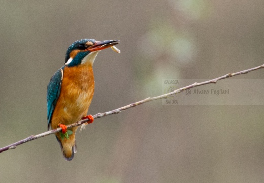 MARTIN PESCATORE - Kingfisher - Alcedo atthis - Luogo: Oasi "Le Foppe" - Trezzo d'Adda (MI)  - Autore: Alvaro 