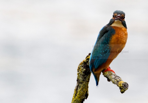 MARTIN PESCATORE - Kingfisher - Alcedo atthis - Luogo: Oasi Cronovilla (PR) - Autore: Alvaro 