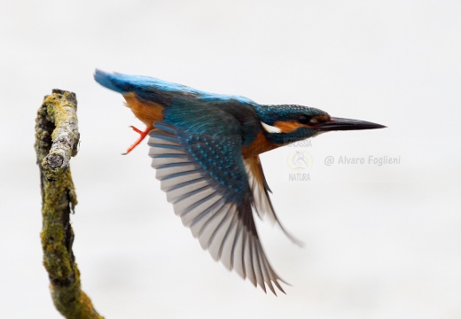 MARTIN PESCATORE - Kingfisher - Alcedo atthis - Luogo: Oasi Cronovilla (PR) - Autore: Alvaro 