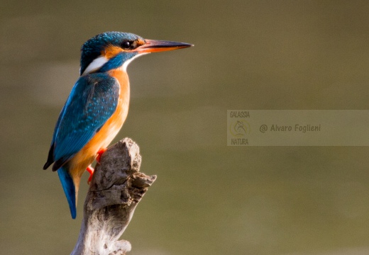 MARTIN PESCATORE - Kingfisher - Alcedo atthis - Luogo: Oasi "Le Foppe" - Trezzo d'Adda (MI)  - Autore: Alvaro 