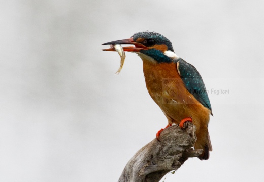 MARTIN PESCATORE - Kingfisher - Alcedo atthis - Luogo: Oasi Cronovilla (PR) - Autore: Alvaro 