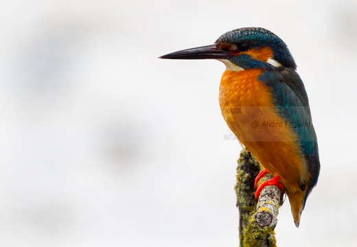 MARTIN PESCATORE - Kingfisher - Alcedo atthis - Luogo: Oasi Cronovilla (PR) - Autore: Alvaro 