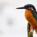 MARTIN PESCATORE - Kingfisher - Alcedo atthis - Luogo: Oasi Cronovilla (PR) - Autore: Alvaro 
