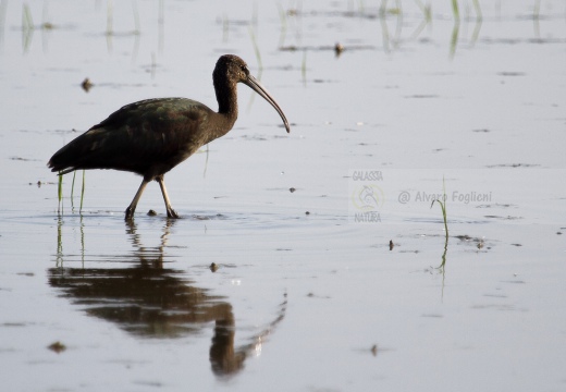 MIGNATTAIO - Glossy Ibis - Plegadis falcinellus - Luogo: Risaie vercellesi (VC) - Autore: Alvaro 