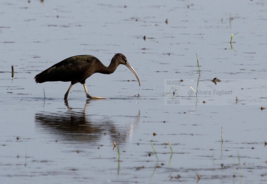 MIGNATTAIO - Glossy Ibis - Plegadis falcinellus - Luogo: Risaie vercellesi (VC) - Autore: Alvaro 