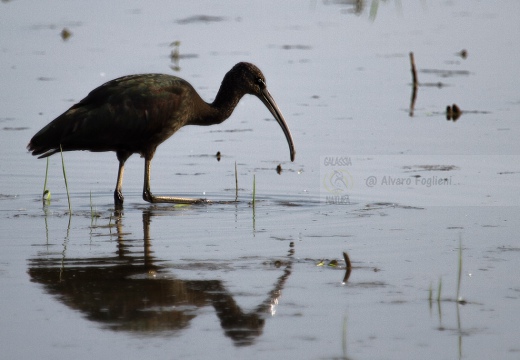 MIGNATTAIO - Glossy Ibis - Plegadis falcinellus - Luogo: Risaie vercellesi (VC) - Autore: Alvaro 