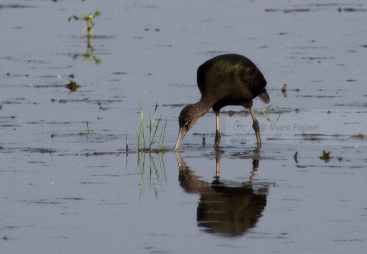 MIGNATTAIO - Glossy Ibis - Plegadis falcinellus - Luogo: Risaie vercellesi (VC) - Autore: Alvaro 