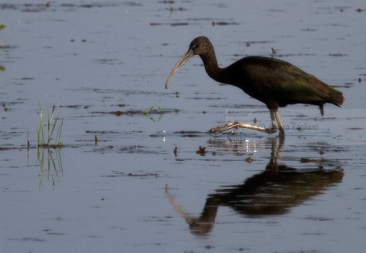 MIGNATTAIO - Glossy Ibis - Plegadis falcinellus - Luogo: Risaie vercellesi (VC) - Autore: Alvaro 