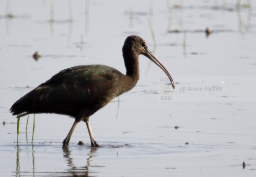 MIGNATTAIO - Glossy Ibis - Plegadis falcinellus - Luogo: Risaie vercellesi (VC) - Autore: Alvaro 