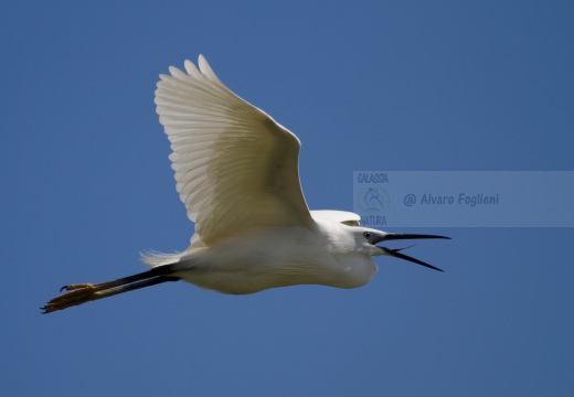 GARZETTA - Little Egret - Egretta garzetta - Luogo: Oasi di Cronovilla (PR) - Autore: Alvaro