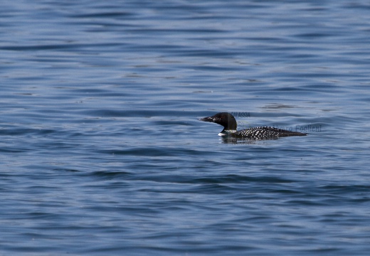 STROLAGA MAGGIORE , Great Northern Loon, Gavia immer - Luogo: Lago di Viverone (TO) - Autore: Alvaro