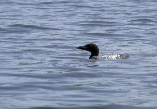 STROLAGA MAGGIORE , Great Northern Loon, Gavia immer - Luogo: Lago di Viverone (TO) - Autore: Alvaro