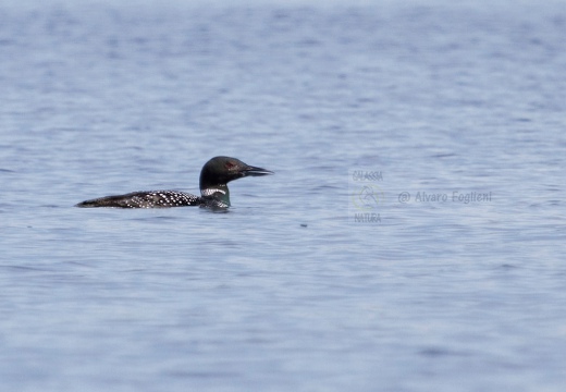 STROLAGA MAGGIORE , Great Northern Loon, Gavia immer - Luogo: Lago di Viverone (TO) - Autore: Alvaro