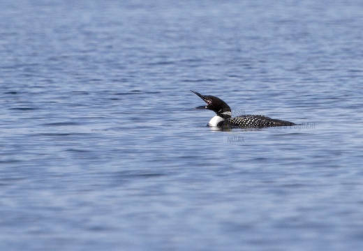 STROLAGA MAGGIORE , Great Northern Loon, Gavia immer - Luogo: Lago di Viverone (TO) - Autore: Alvaro