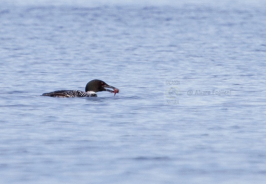 STROLAGA MAGGIORE , Great Northern Loon, Gavia immer - Luogo: Lago di Viverone (TO) - Autore: Alvaro