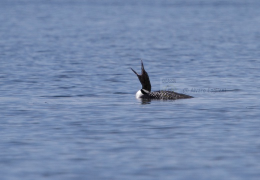 STROLAGA MAGGIORE , Great Northern Loon, Gavia immer - Luogo: Lago di Viverone (TO) - Autore: Alvaro