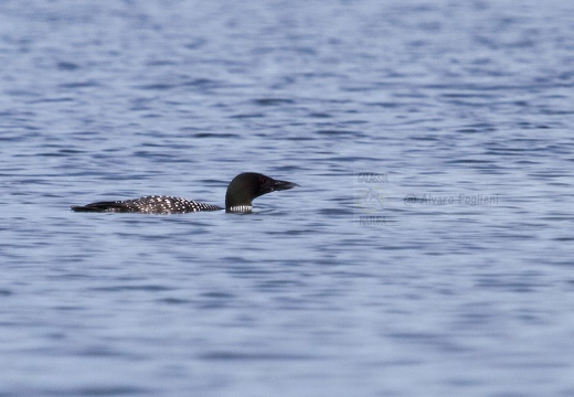 STROLAGA MAGGIORE , Great Northern Loon, Gavia immer - Luogo: Lago di Viverone (TO) - Autore: Alvaro