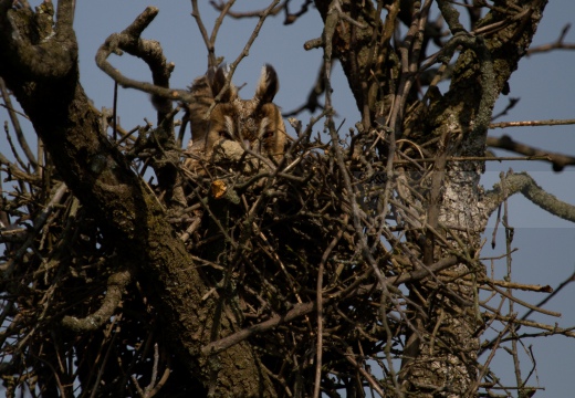 GUFO COMUNE (Roost) - Long-eared Owl - Asio otus - Luogo: Nido con adulto in cova (NO) - Autore: Alvaro 