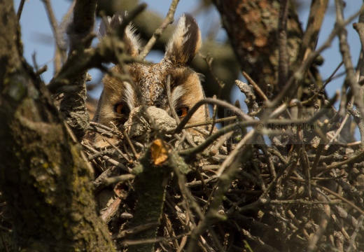 GUFO COMUNE (Roost) - Long-eared Owl - Asio otus - Luogo: Nido con adulto in cova (NO) - Autore: Alvaro 