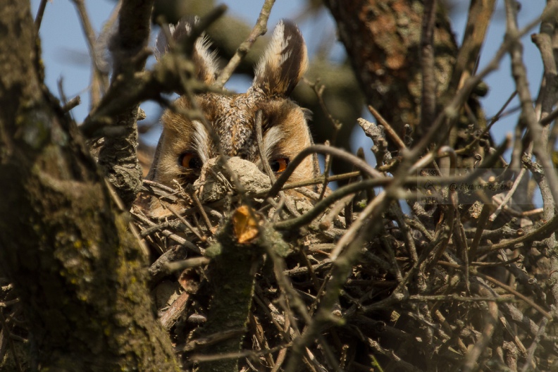 GUFO COMUNE (Roost) - Long-eared Owl - Asio otus - Luogo: Nido con adulto in cova (NO) - Autore: Alvaro 