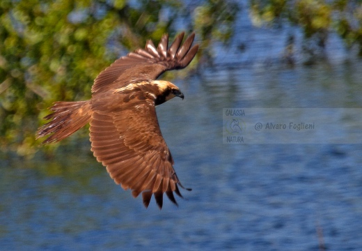 FALCO DI PALUDE - Marsh Harrier - Circus aeruginosus - Luogo: Parco delle Folaghe (PV) - Autore: Alvaro 