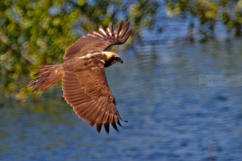 FALCO DI PALUDE - Marsh Harrier - Circus aeruginosus - Luogo: Parco delle Folaghe (PV) - Autore: Alvaro 