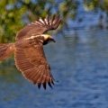 FALCO DI PALUDE - Marsh Harrier - Circus aeruginosus - Luogo: Parco delle Folaghe (PV) - Autore: Alvaro 