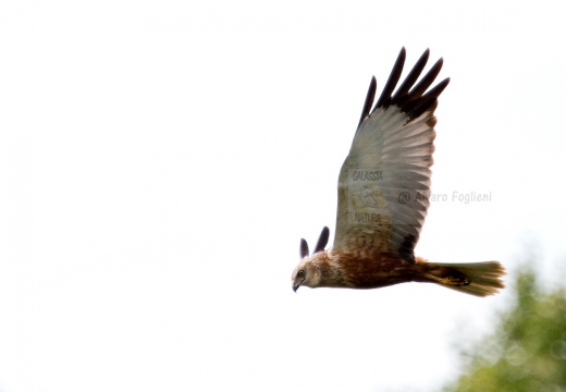 FALCO DI PALUDE - Marsh Harrier - Circus aeruginosus - Luogo: Parco delle Folaghe (PV) - Autore: Alvaro 