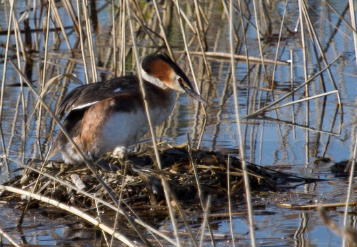 SVASSO MAGGIORE "Parata nuziale" - Great Crested Grebe - Podiceps cristatus - Luogo: Parco delle Folaghe (PV) - Autore: Alvaro 