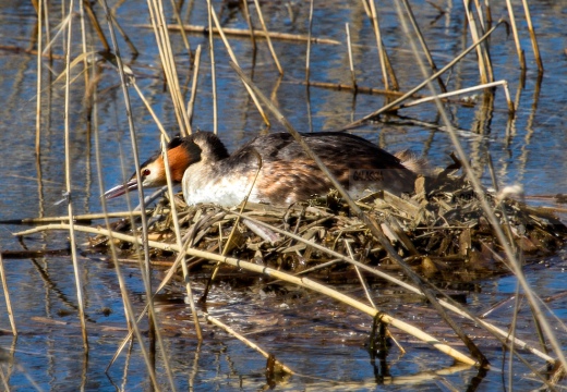 SVASSO MAGGIORE "Parata nuziale" - Great Crested Grebe - Podiceps cristatus - Luogo: Parco delle Folaghe (PV) - Autore: Alvaro 