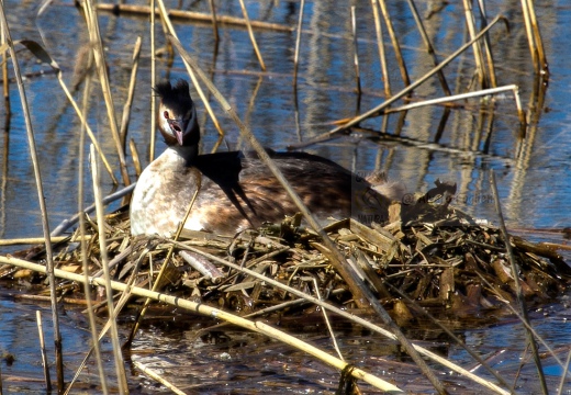 SVASSO MAGGIORE "Parata nuziale" - Great Crested Grebe - Podiceps cristatus - Luogo: Parco delle Folaghe (PV) - Autore: Alvaro 