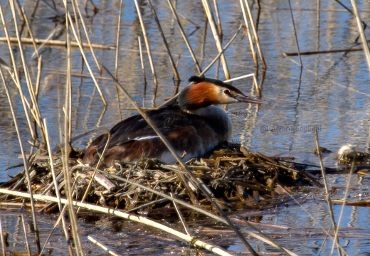 SVASSO MAGGIORE "Parata nuziale" - Great Crested Grebe - Podiceps cristatus - Luogo: Parco delle Folaghe (PV) - Autore: Alvaro 