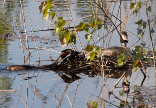 SVASSO MAGGIORE "Parata nuziale" - Great Crested Grebe - Podiceps cristatus - Luogo: Parco delle Folaghe (PV) - Autore: Alvaro 