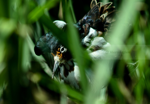 COMBATTENTE maschio in abito nuziale - Ruff - Philomachus pugnax - Luogo: Laguna di Orbetello - Albinia (GR) - Autore: Claudia 