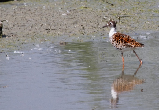 COMBATTENTE - Ruff - Philomachus pugnax - Luogo: Risaie pavesi - Confienza (PV) - Autore: Alvaro 