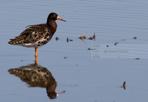 COMBATTENTE - Ruff - Philomachus pugnax - Luogo: Risaie pavesi - Confienza (PV) - Autore: Alvaro 