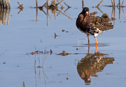 COMBATTENTE - Ruff - Philomachus pugnax - Luogo: Risaie pavesi - Confienza (PV) - Autore: Alvaro 