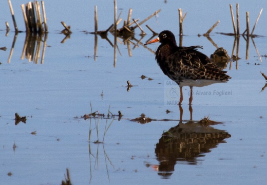 COMBATTENTE - Ruff - Philomachus pugnax - Luogo: Risaie pavesi - Confienza (PV) - Autore: Alvaro 