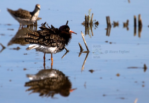 COMBATTENTE - Ruff - Philomachus pugnax - Luogo: Risaie pavesi - Confienza (PV) - Autore: Alvaro 