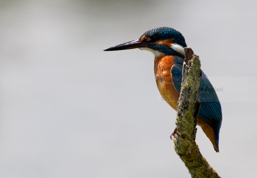 MARTIN PESCATORE - Kingfisher - Alcedo atthis - Luogo: Oasi Cronovilla (PR) - Autore: Alvaro 