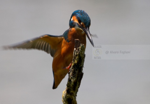 MARTIN PESCATORE - Kingfisher - Alcedo atthis - Luogo: Oasi Cronovilla (PR) - Autore: Alvaro 