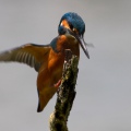 MARTIN PESCATORE - Kingfisher - Alcedo atthis - Luogo: Oasi Cronovilla (PR) - Autore: Alvaro 