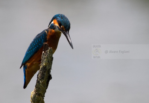 MARTIN PESCATORE - Kingfisher - Alcedo atthis - Luogo: Oasi Cronovilla (PR) - Autore: Alvaro 