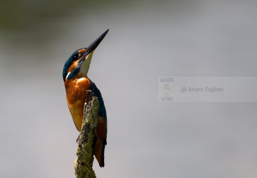 MARTIN PESCATORE - Kingfisher - Alcedo atthis - Luogo: Oasi Cronovilla (PR) - Autore: Alvaro 