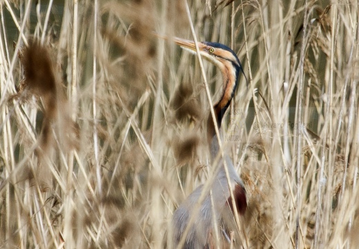 AIRONE ROSSO - Purple Heron - Ardea purpurea - Luogo: Oasi di Tivoli (MO) - Autore: Alvaro 