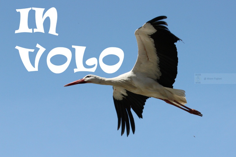 CICOGNA BIANCA - White Stork - Ciconia ciconia