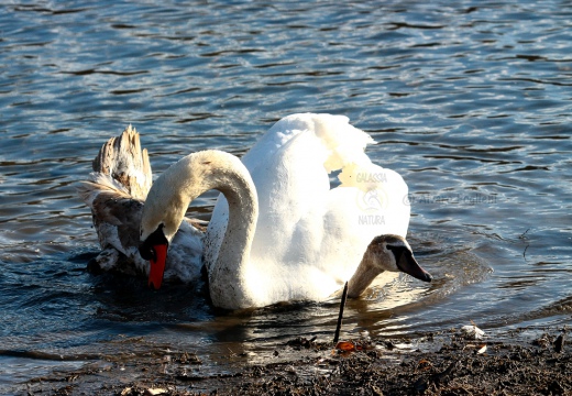 CIGNO REALE (Adulto scaccia giovane rivale) - Mute Swan - Cygnus olor - Luogo: Oasi Alberone (BG) - Autore: Alvaro 